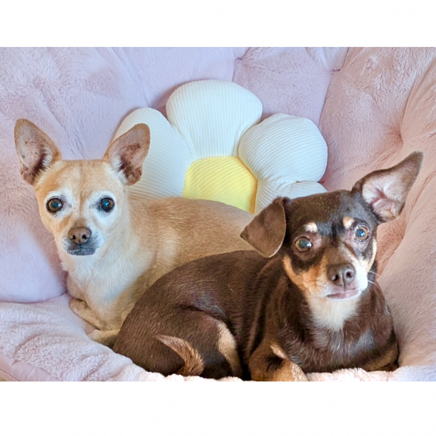 Tootsie- BONDED PAIR