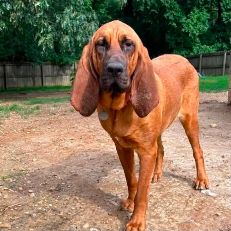 CT Sanya (Fostered in Glastonbury, CT)
