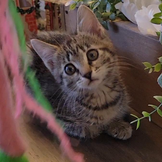 Meredith