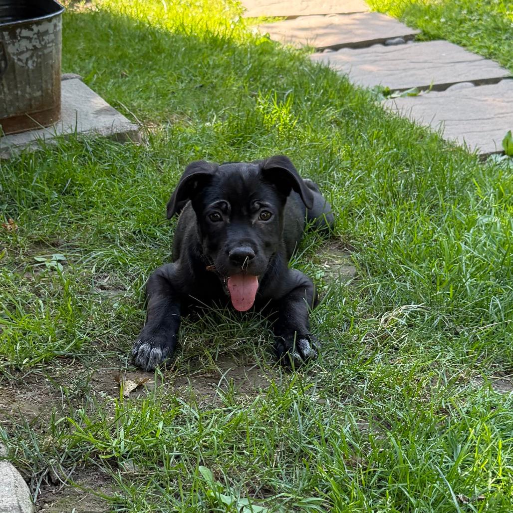 NY Ding Dong (foster in Yorktown Heights NY)