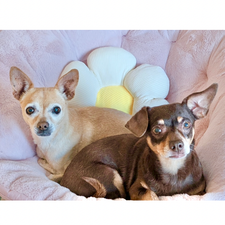 Coco- BONDED PAIR