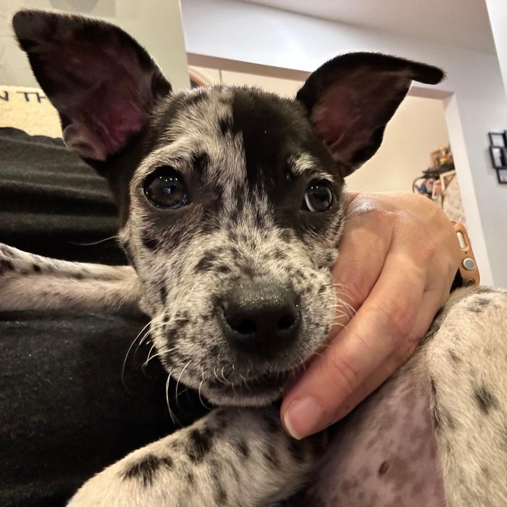NY Nutty Buddy (foster in Stormville NY)