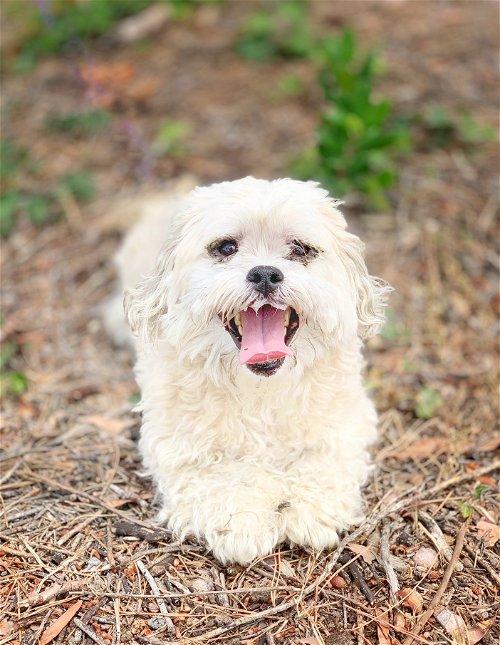 Manteca, CA Animal Shelters & Rescues