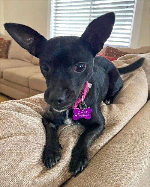 Adoptable Dogs & Puppies in San Clemente, CA