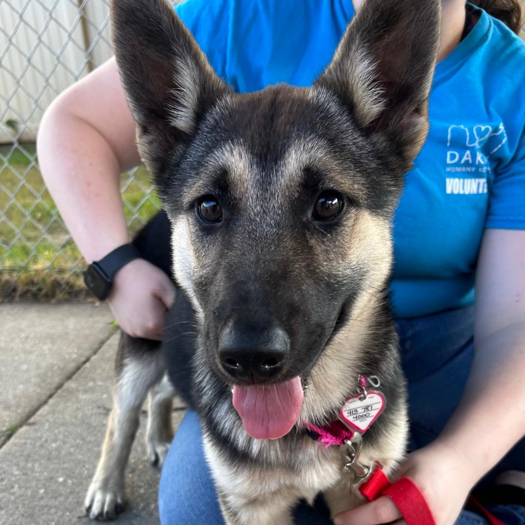 Lily - In Foster