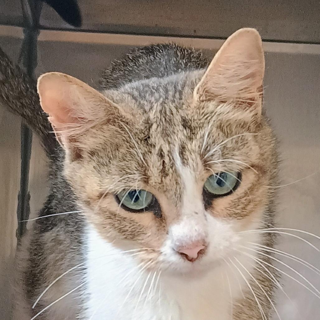Bassie