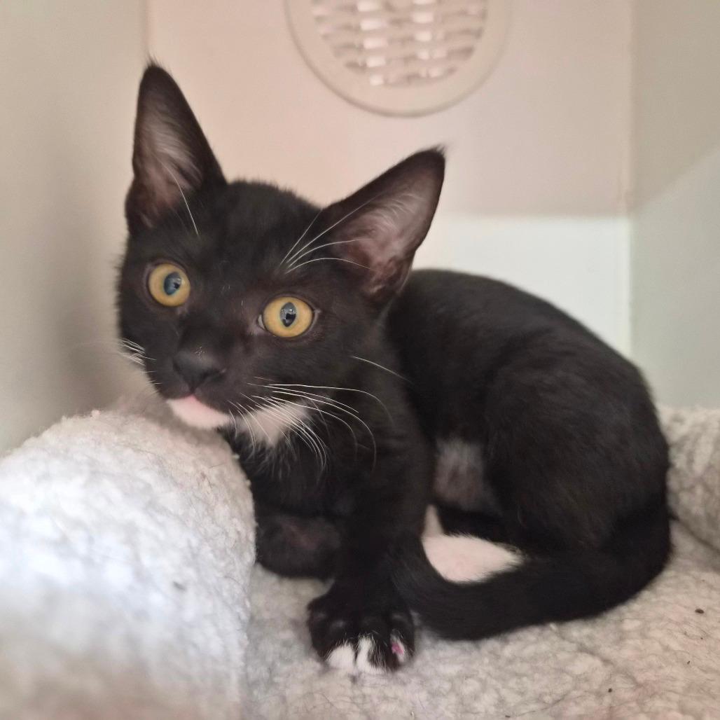 Domino