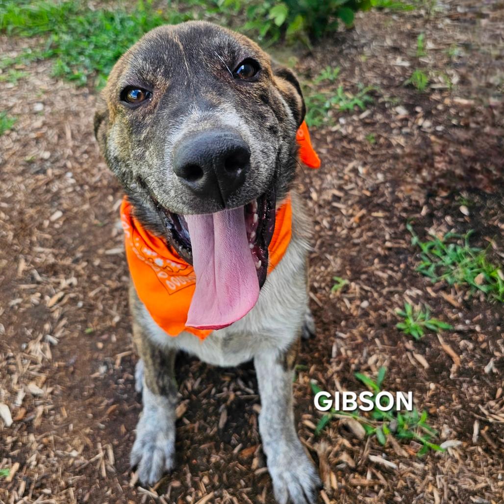 Gibson