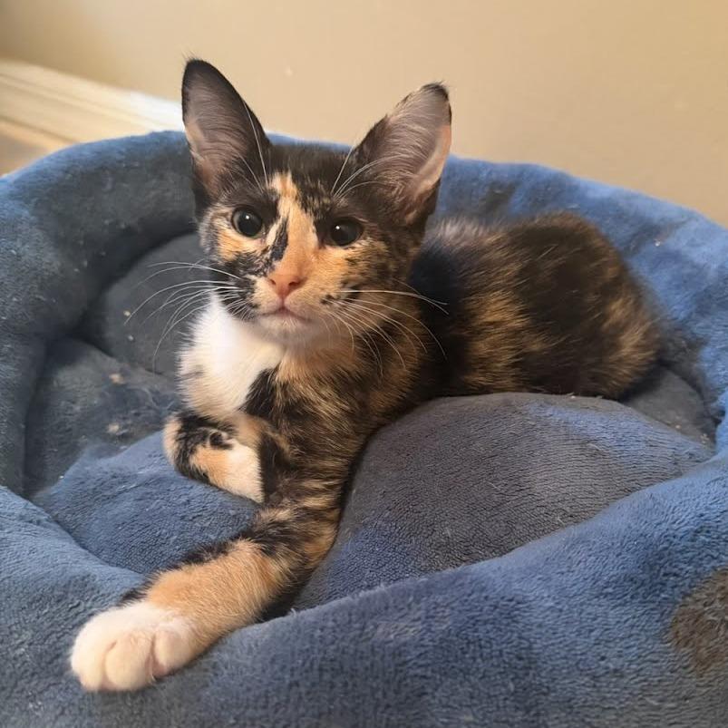 Luna
