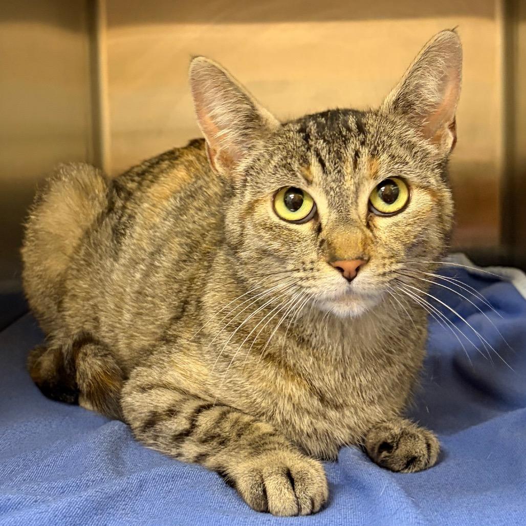 Stray 06/19/26 A64859