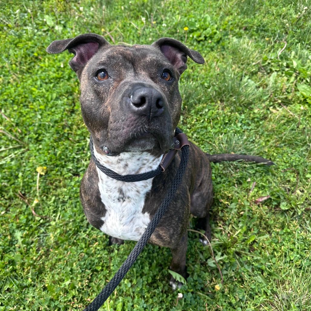 Rex