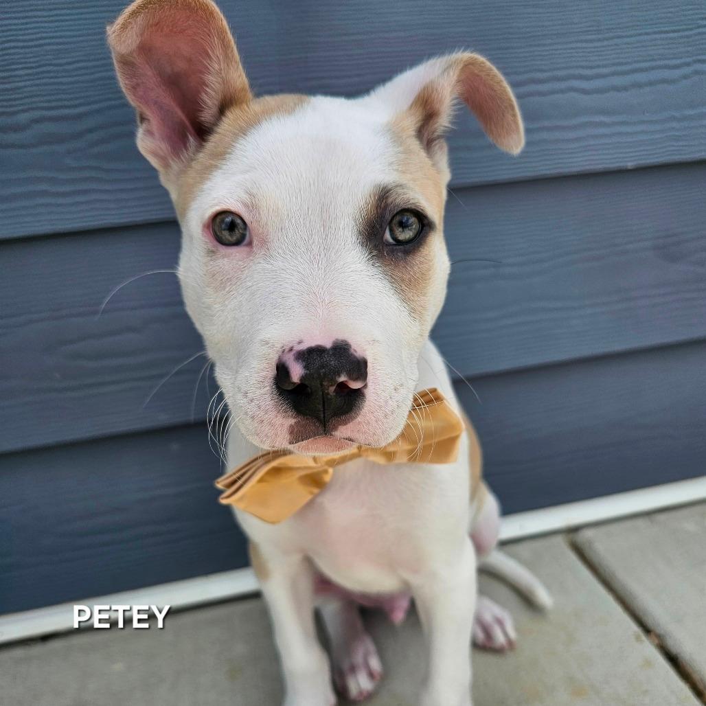 Petey