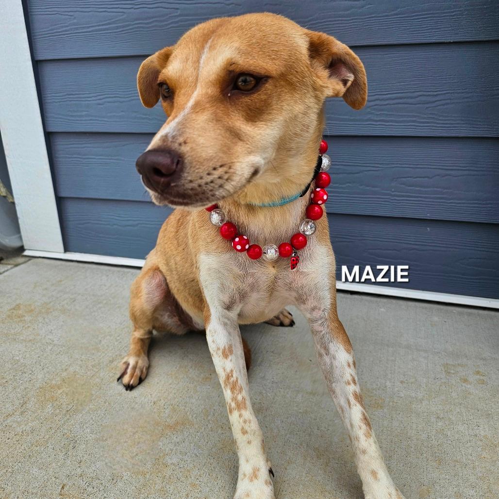 Mazie