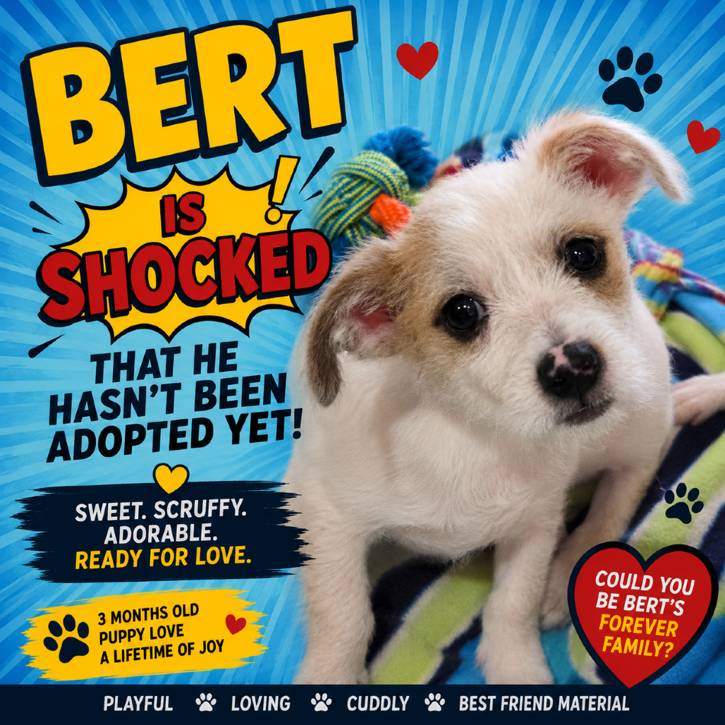 Bert