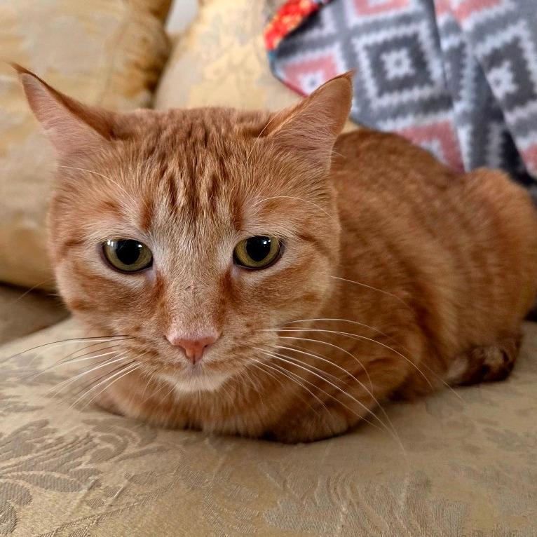 Cheddar