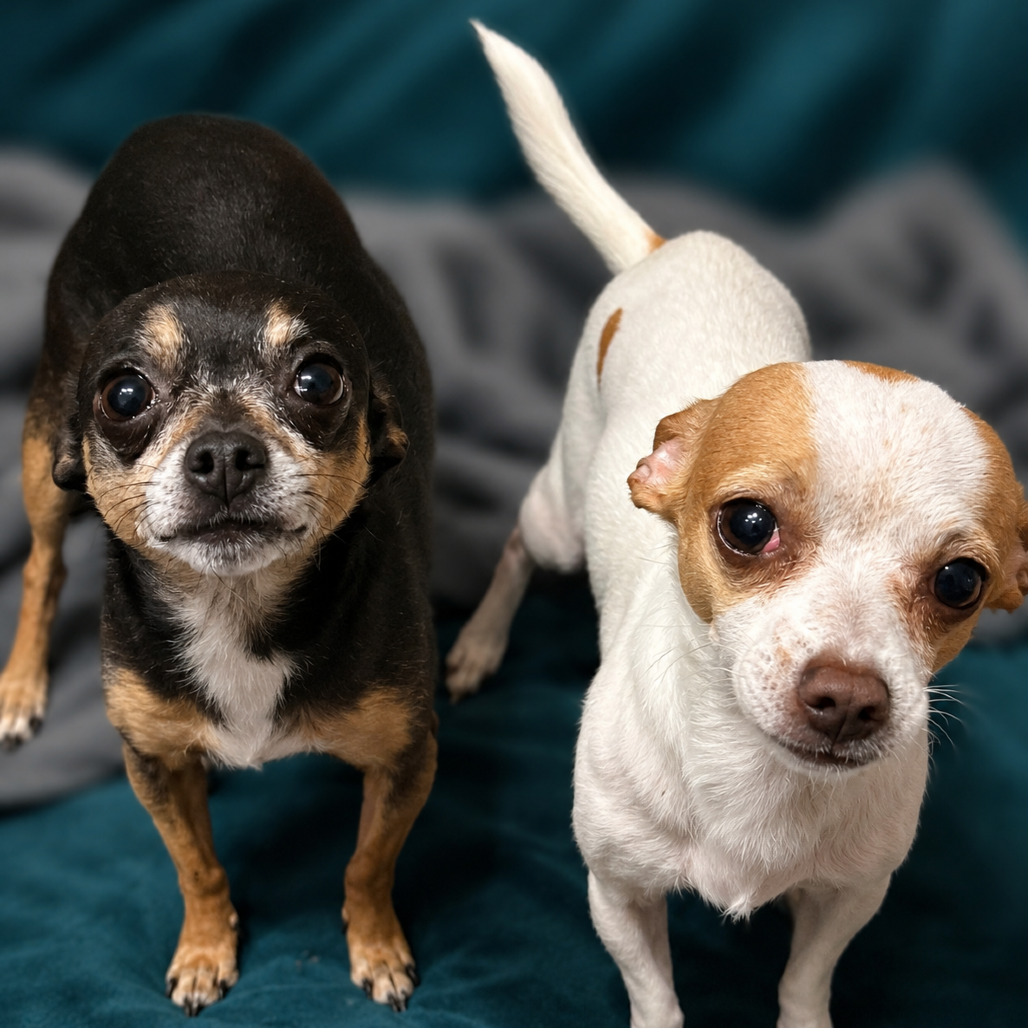 Ringo (bonded w/Gizmo)