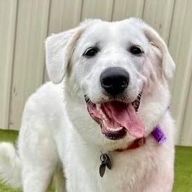 NY Lucy (Foster in Crompond)