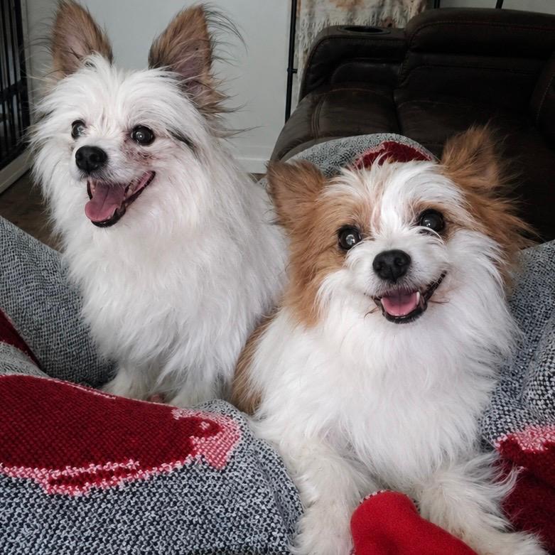 Panda (bonded w/Winnie)