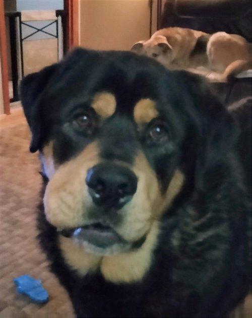 Adoptable Rottweiler Dogs | Chewy.com