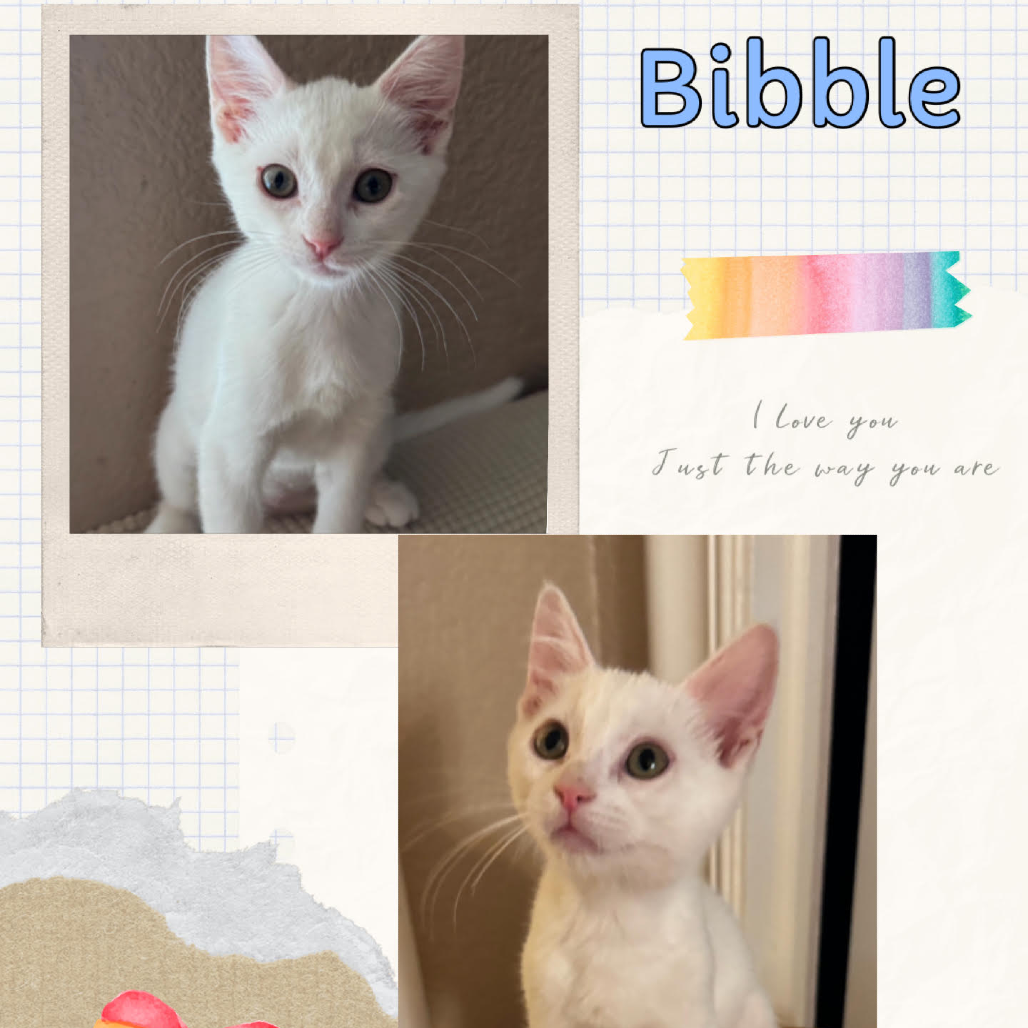 Bibble