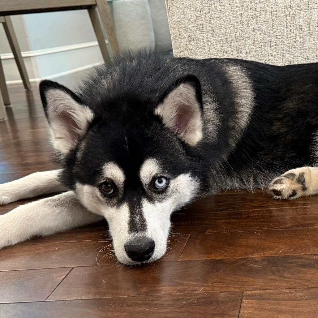 Koda 
