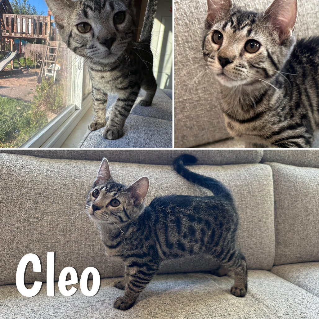 Cleo