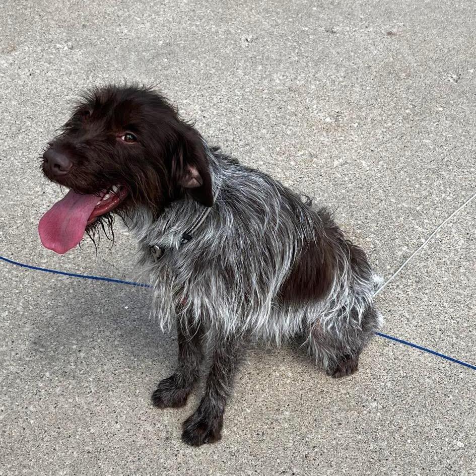 Buster (Des Moines, Iowa)