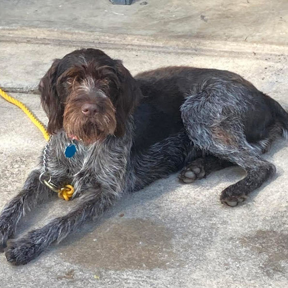 Greta (Kerrville, Texas)