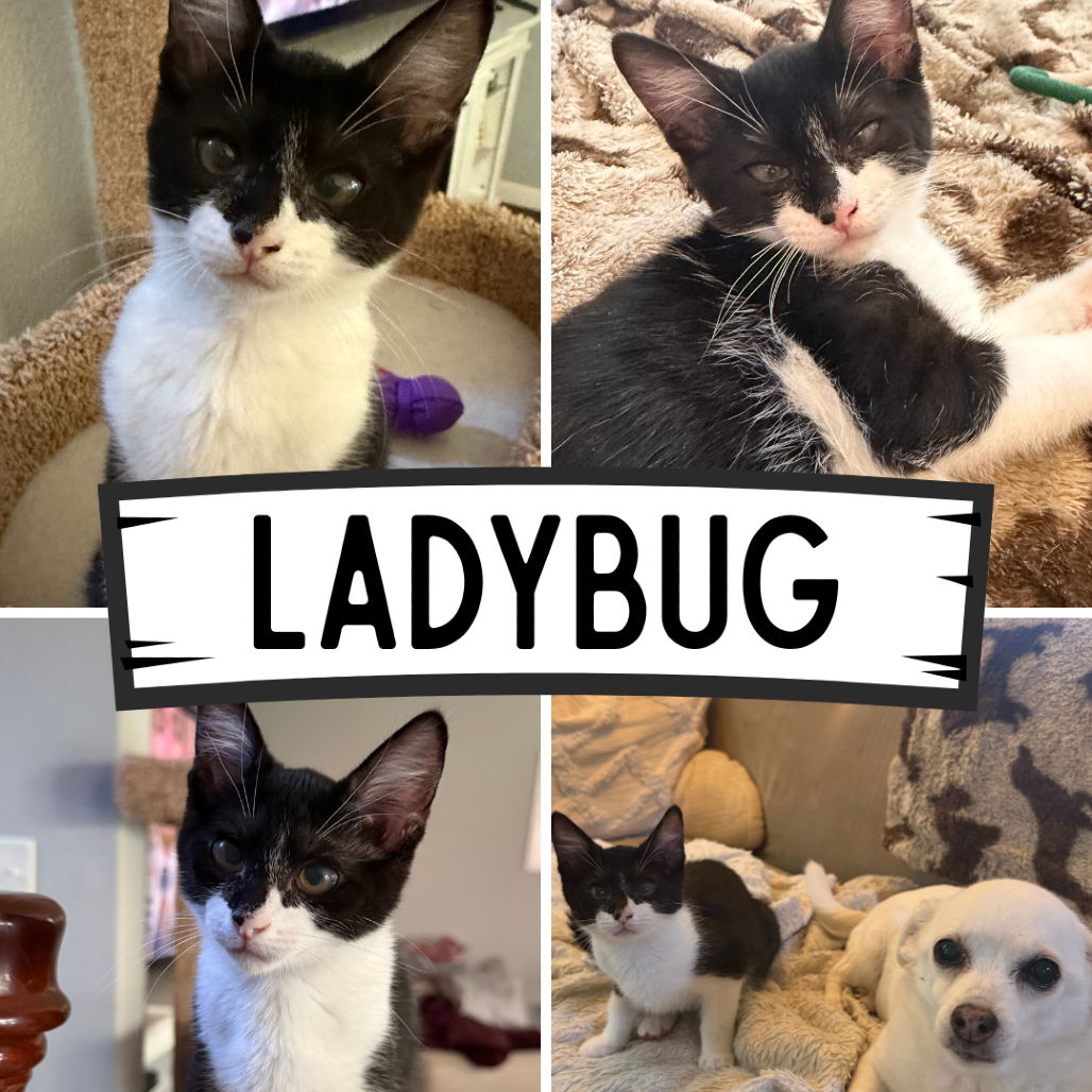 Ladybug
