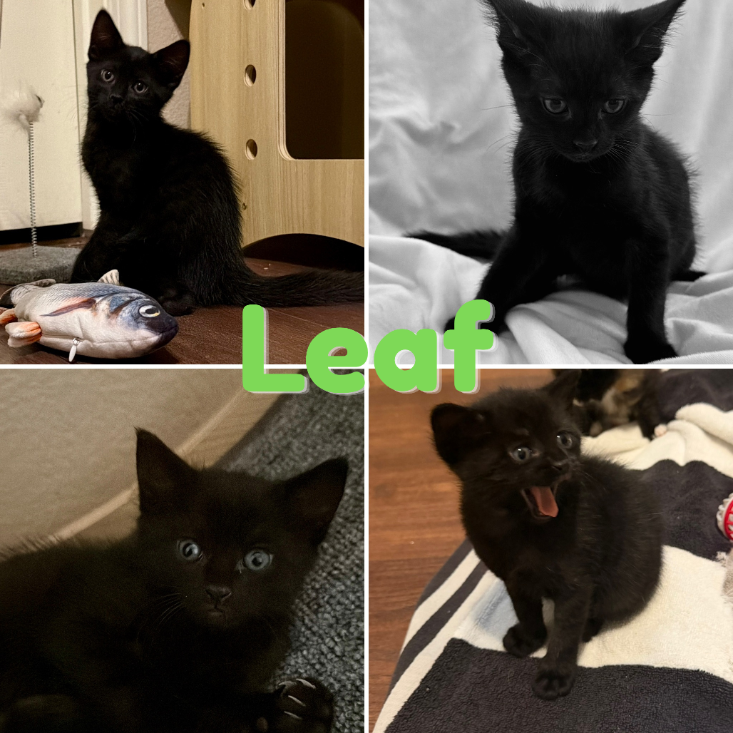 Leaf