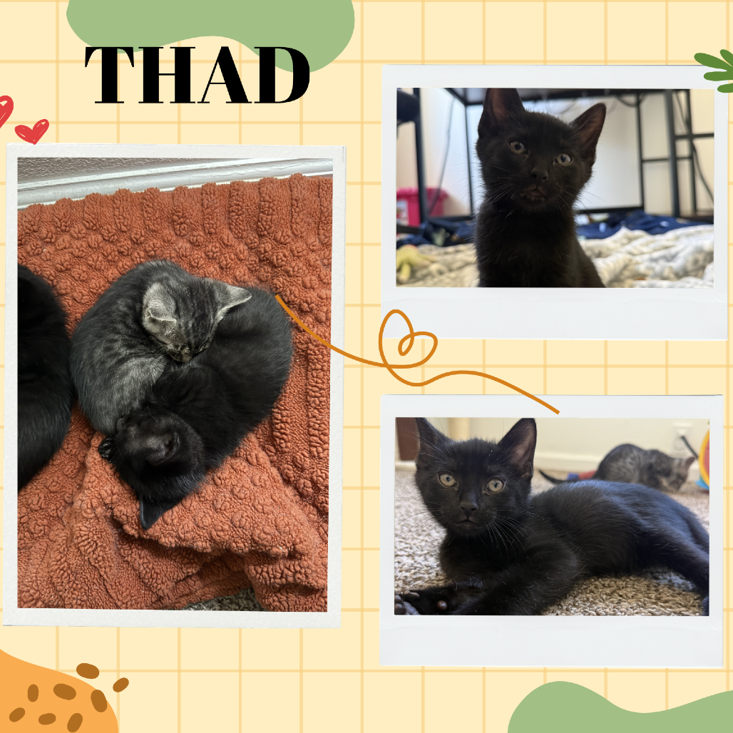 Thad