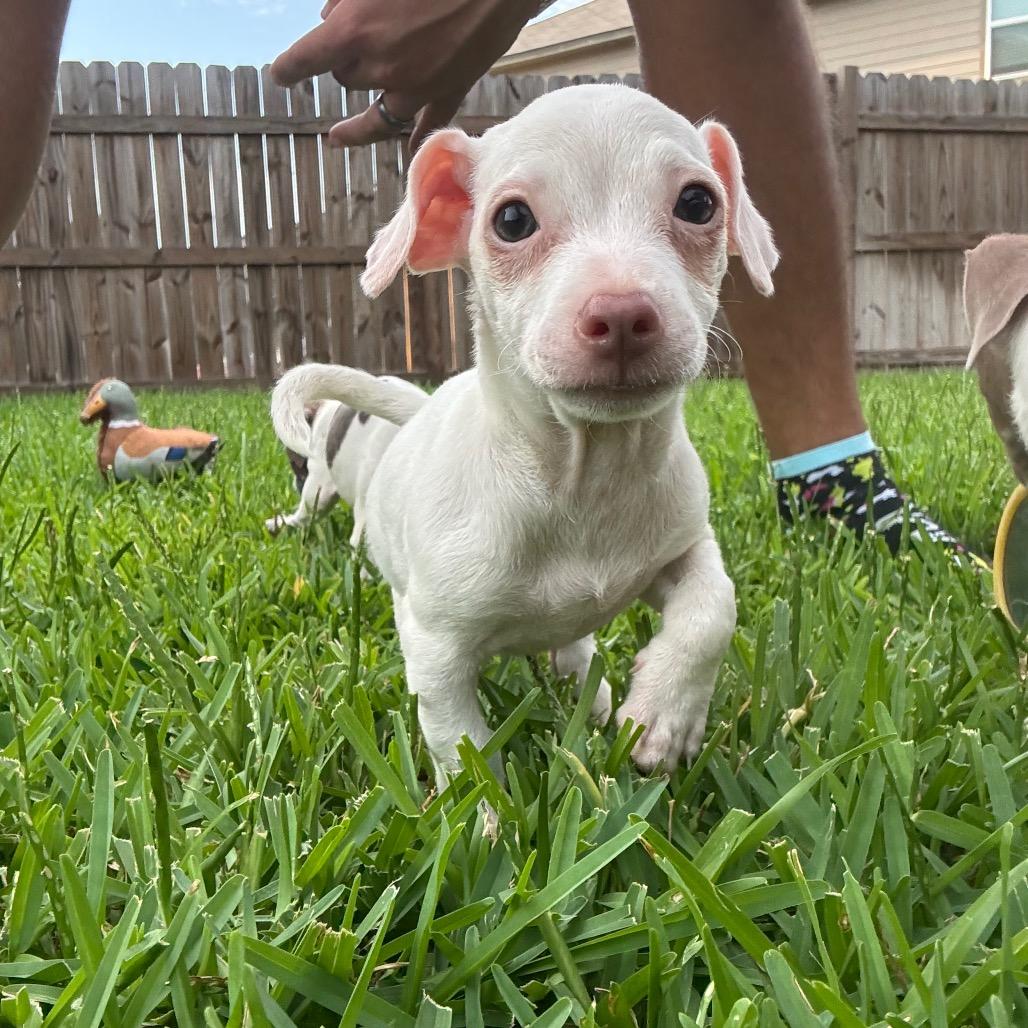 Piglet 