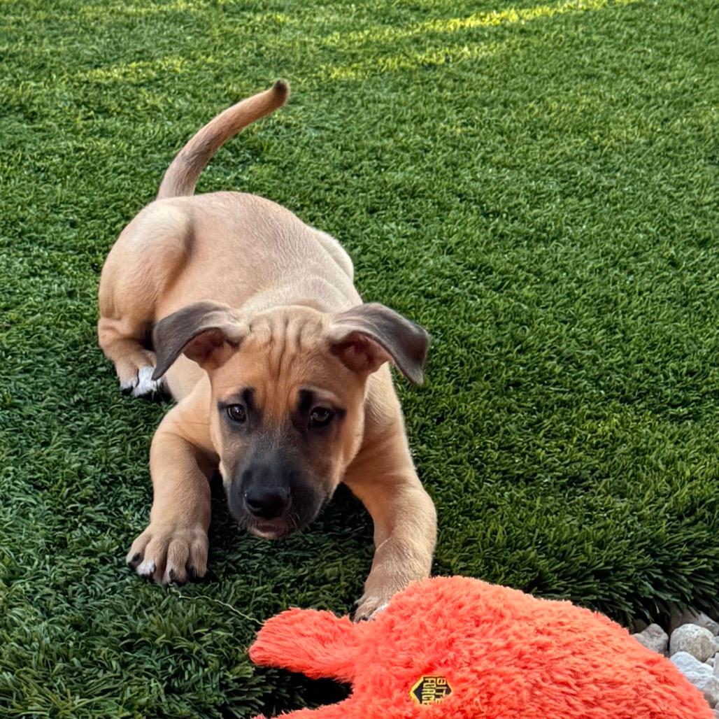 Roscoe