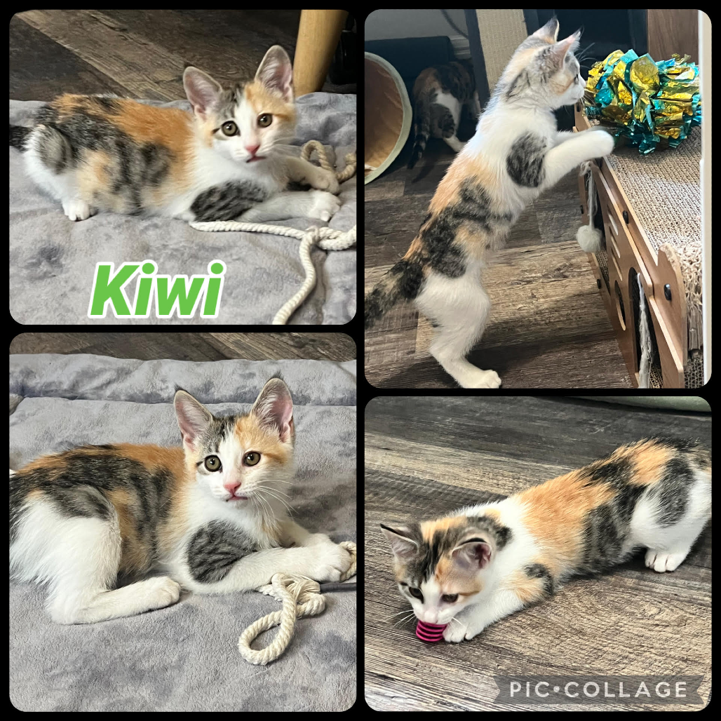 Kiwi