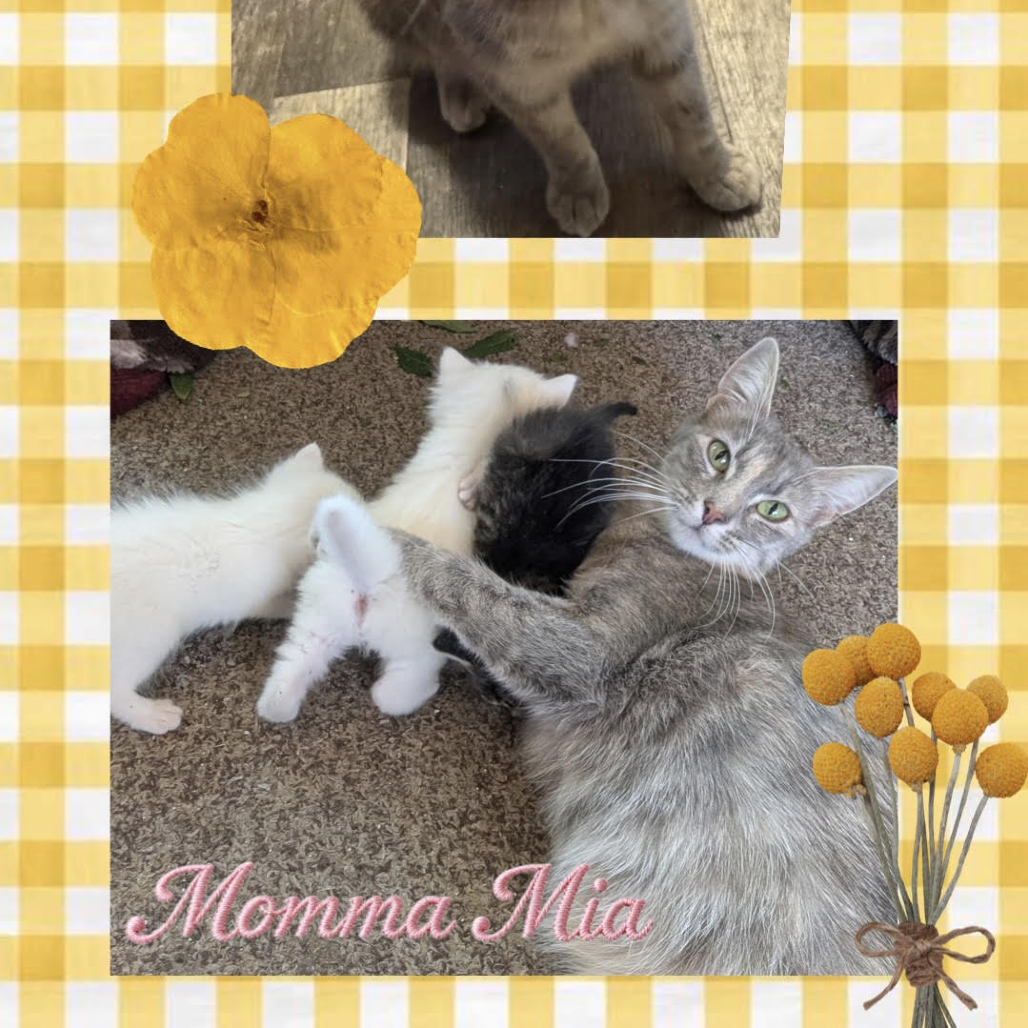 Momma Mia
