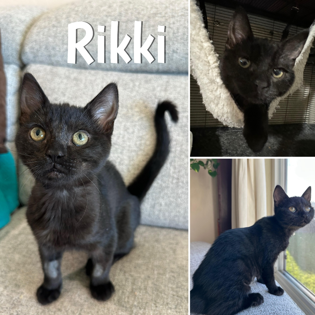 Rikki