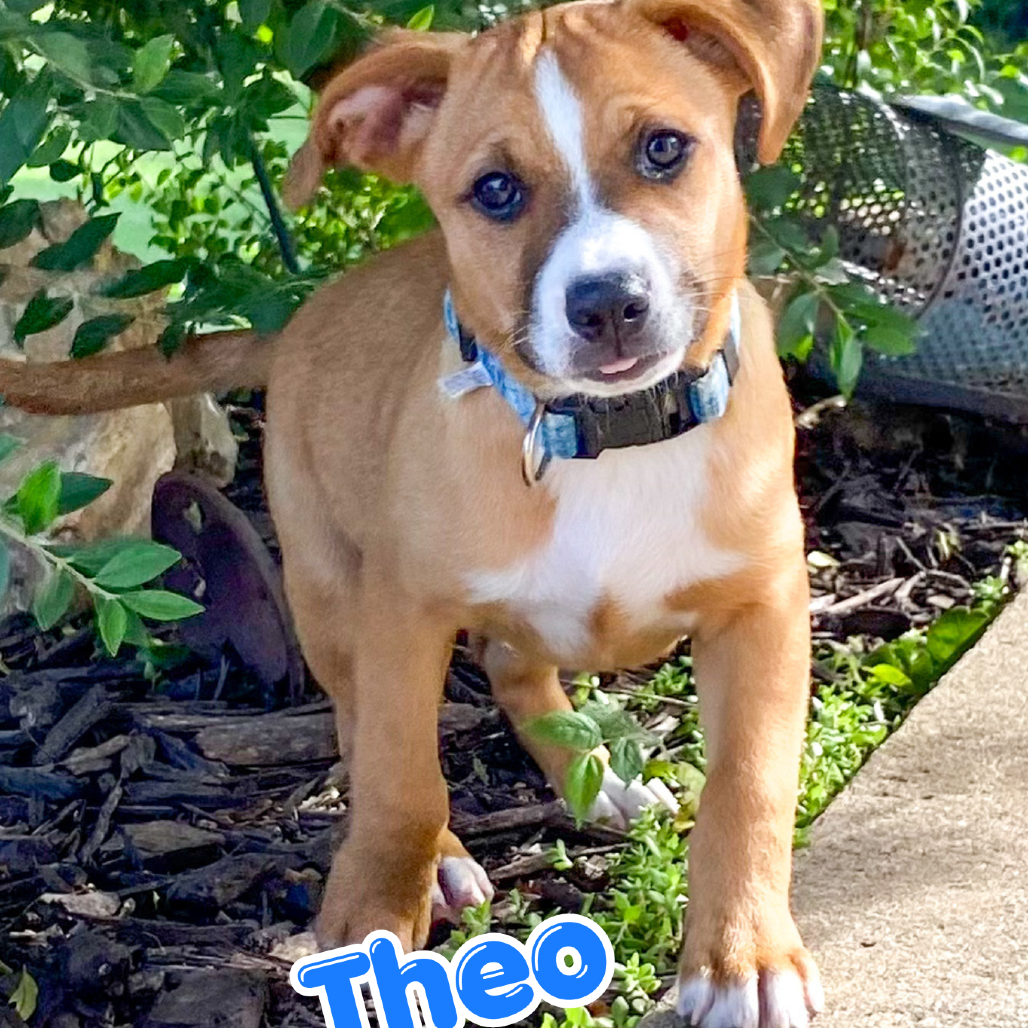 Theo