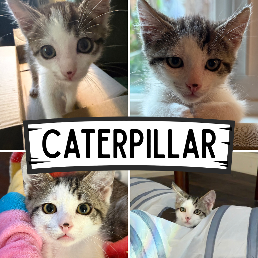 Caterpillar