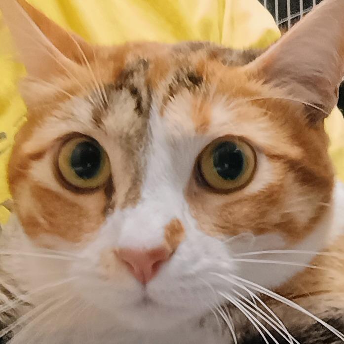 Snickerdoodle