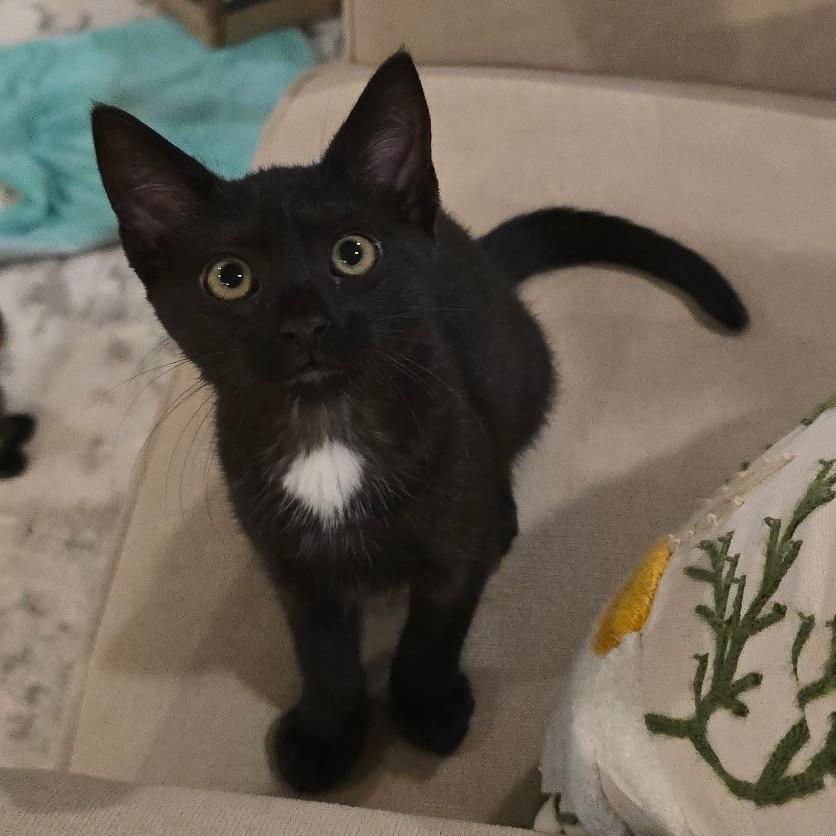 Jackie (Home adoption)