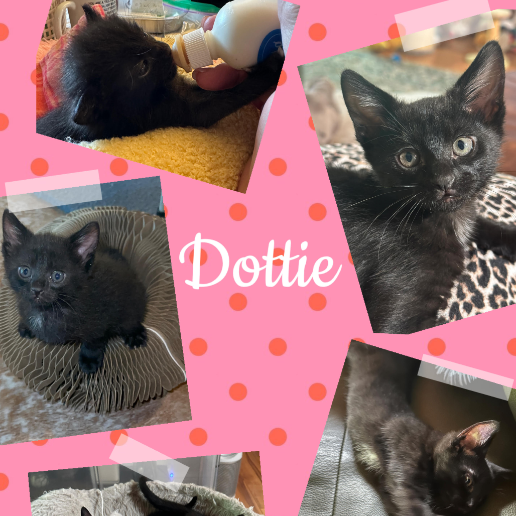 Dottie