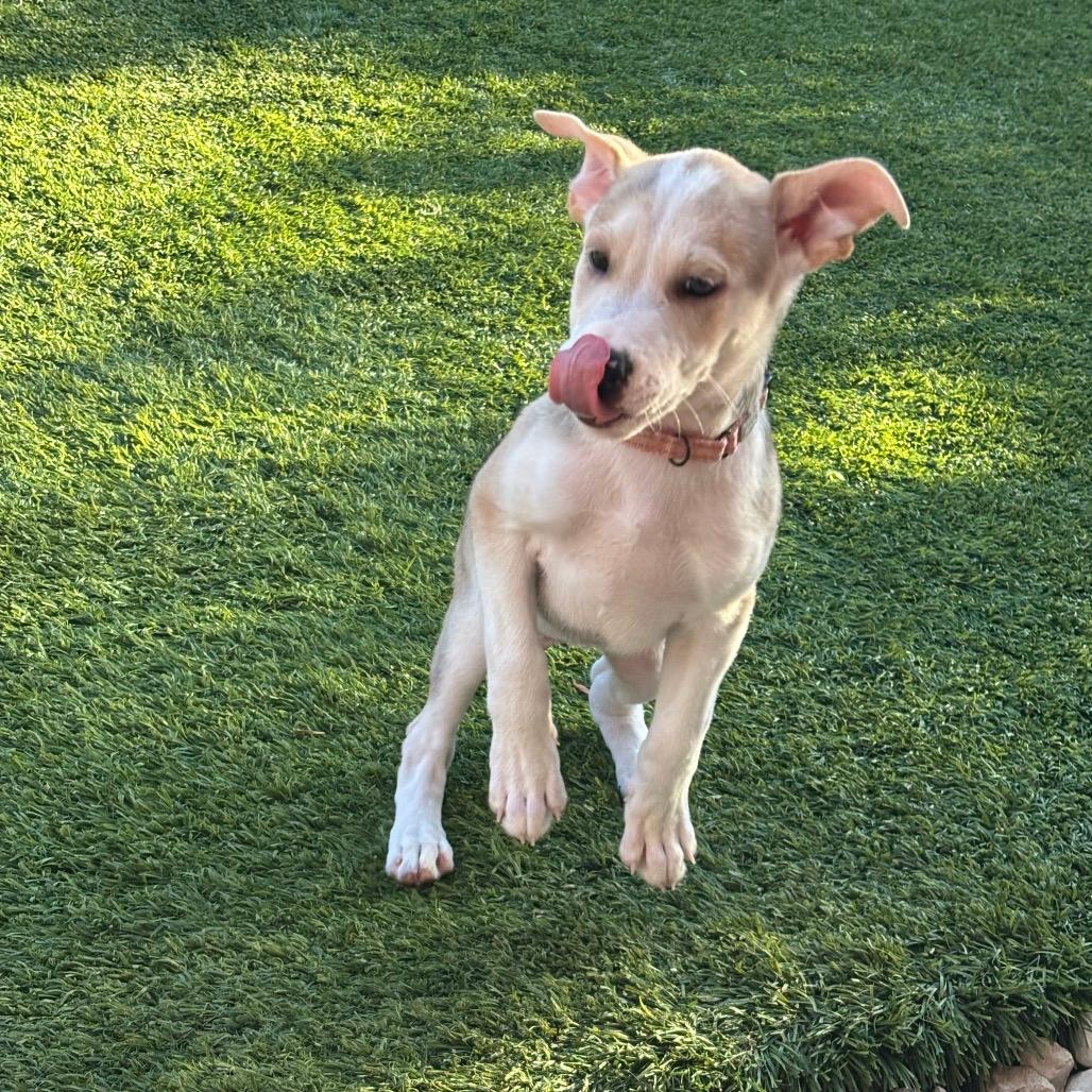 Diesel 
