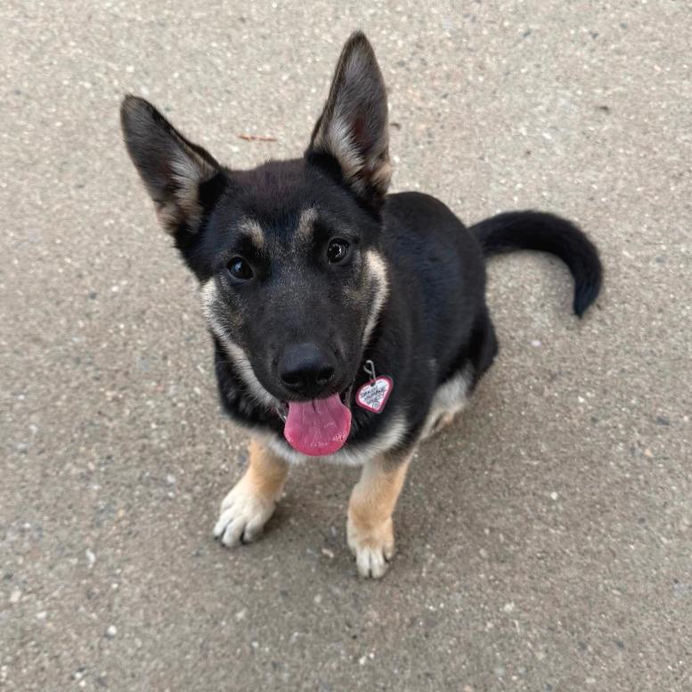 Nova