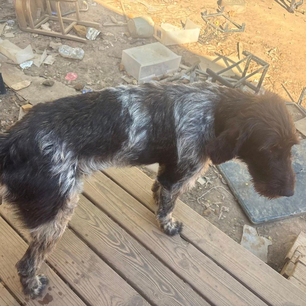 Benelli (BONDED with DAISY Monroe, North Carolina)