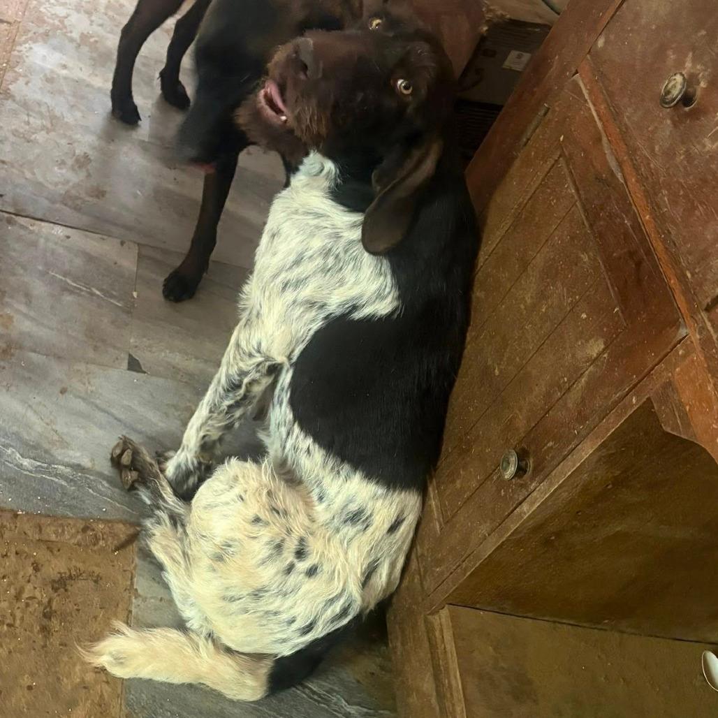 Daisy (BONDED with BENELLI Monroe, North Carolina)