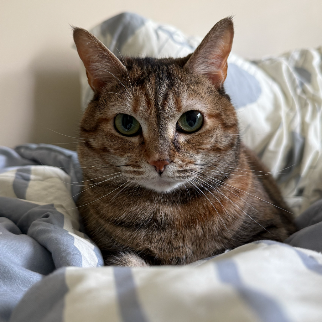 Willow