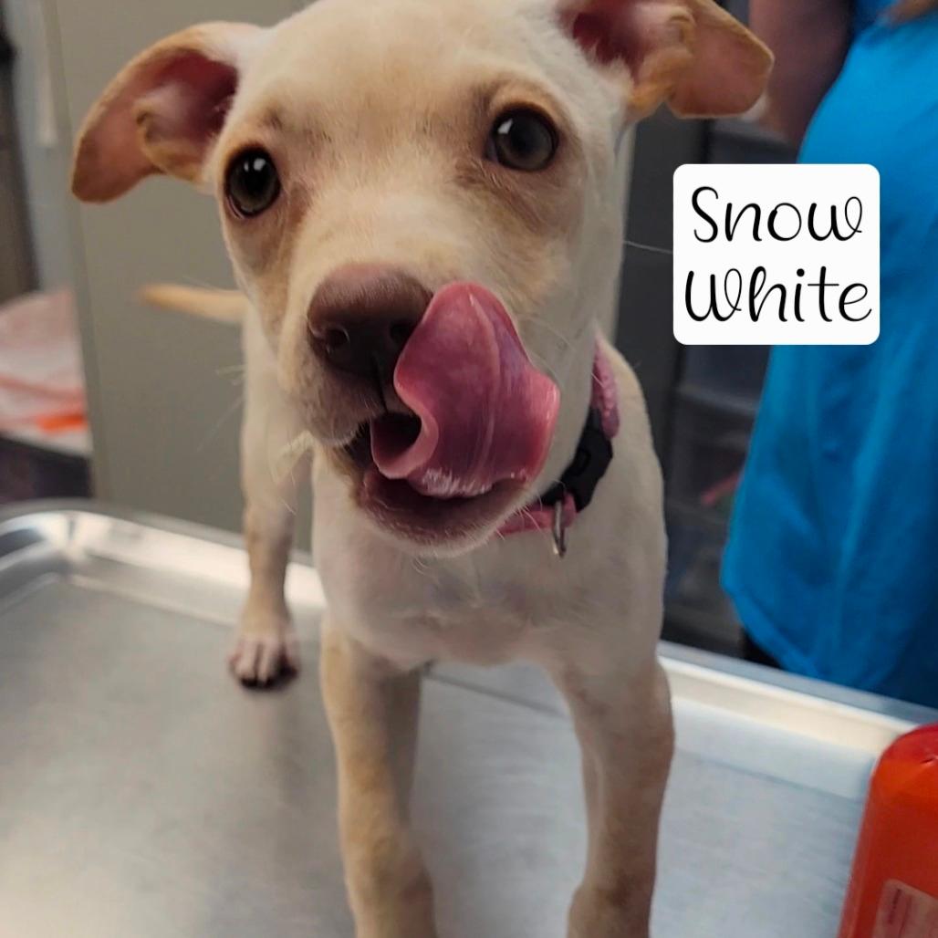 Snow White 