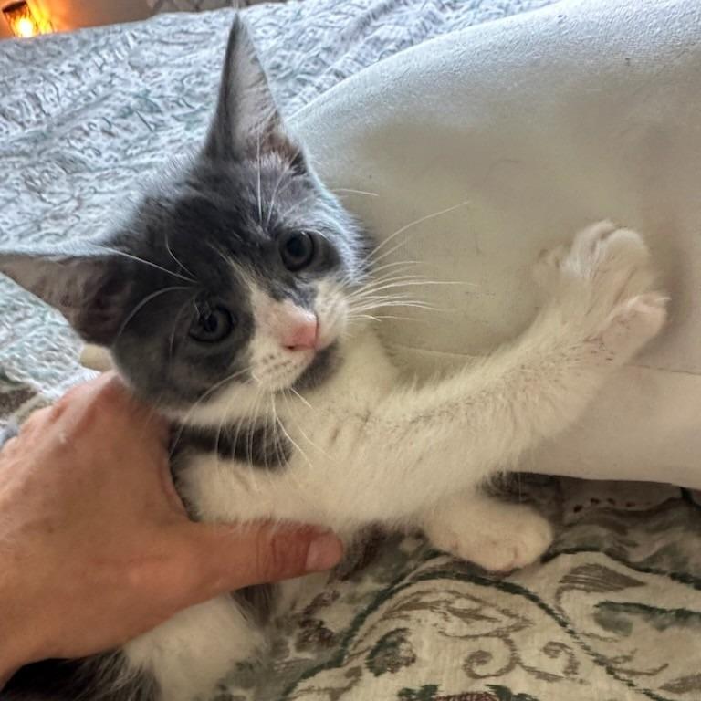 Pip