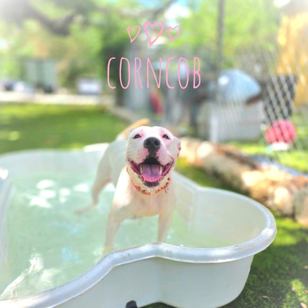 Corncob
