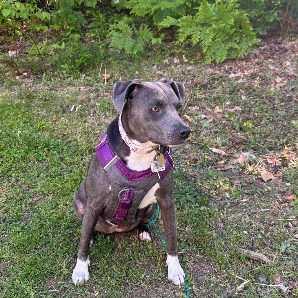 Zsa Zsa (Xena)